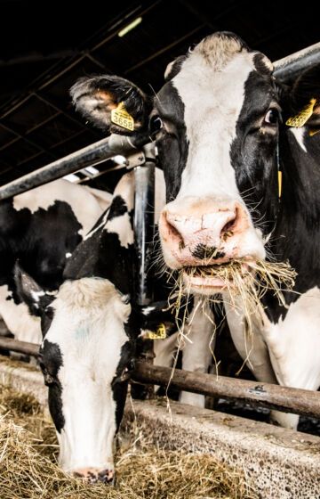 Forbedret fôrkvalitet med filmbinding 