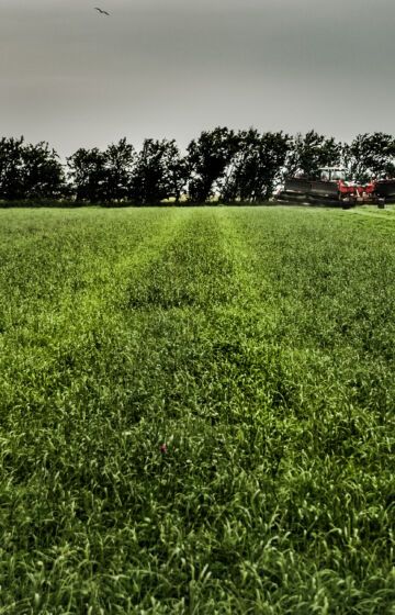 Mindre jordpakking på grasmark 