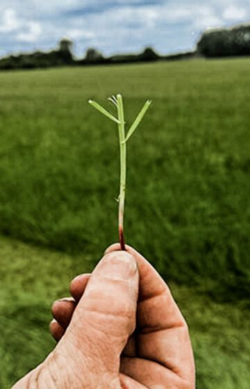 Fem fordeler med filmbinding av rundballer